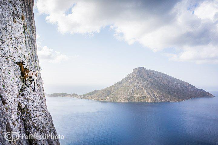 chèvre kalymnos